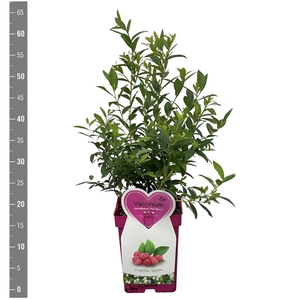 Vaccinium c. Pink Berry, 5 liter roze pot