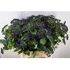 Viburnum Dark Blue Hermania