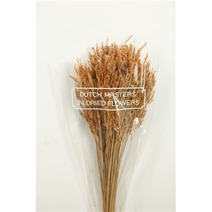 Dried Umbr. Sedge Sm. Leaf Natural Bunch