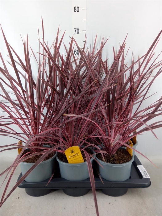 <h4>Cordyline   ...</h4>