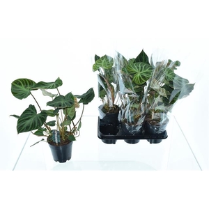 Philodendron verrucosum Incensi 14Ø 40cm