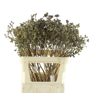Euca Clock X5