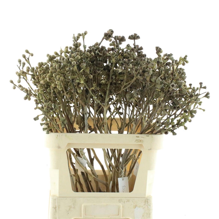 Euca Clock