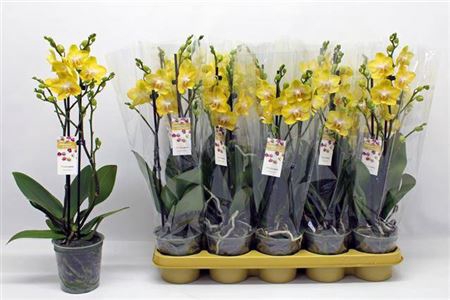 Phal Ov Geel