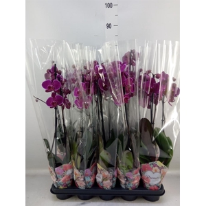 Phalaenopsis   ...lilac