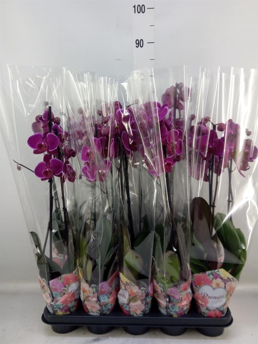 <h4>Phalaenopsis   ...lilac</h4>