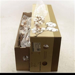 Gos Hirsutum Wit 7 Boll