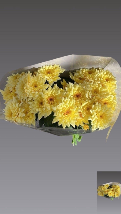 <h4>CHR T PASTELA PEACH</h4>