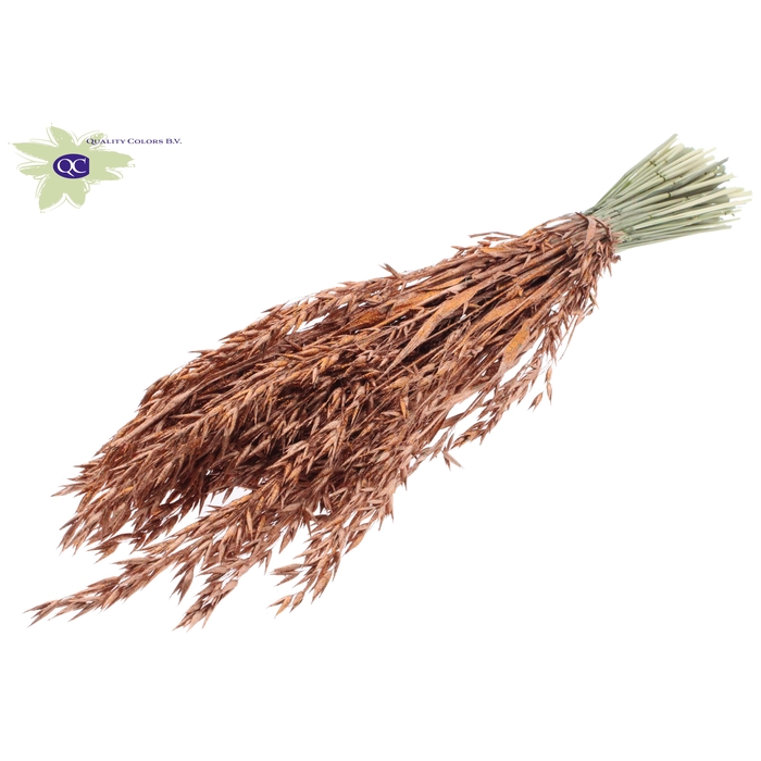 <h4>Avena per bunch Copper + Glitter</h4>