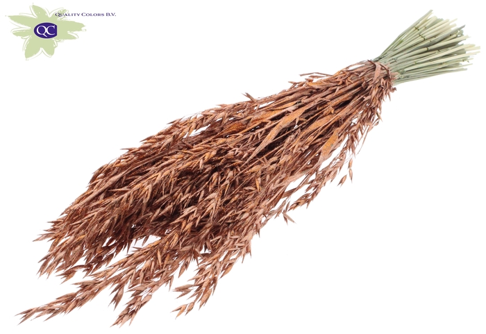 Avena per bunch Copper + Glitter