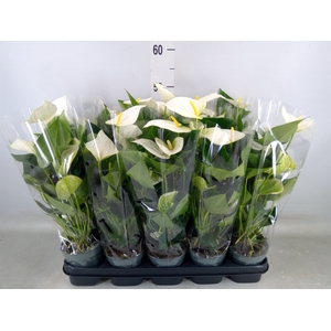 Anthurium  'Karma White'
