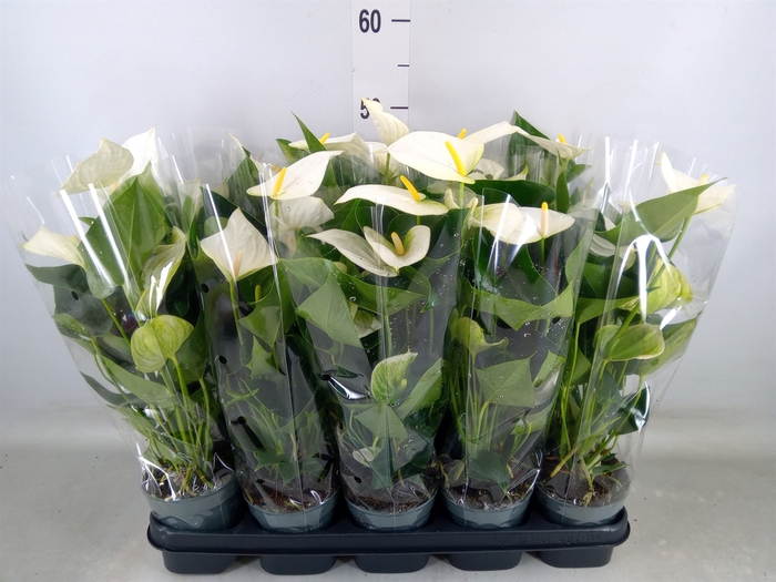 <h4>Anthurium  'Karma White'</h4>