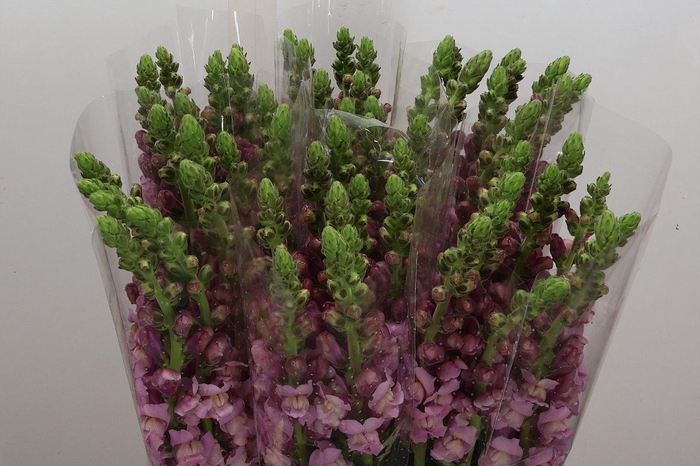 <h4>Antir It Lavender</h4>