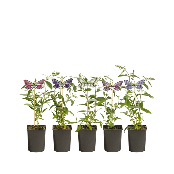 <h4>Mix CC, Buddleja +butterfly label</h4>