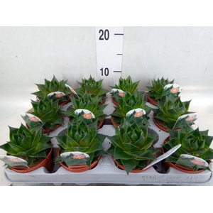 Aloe aristata 'Cosmo'