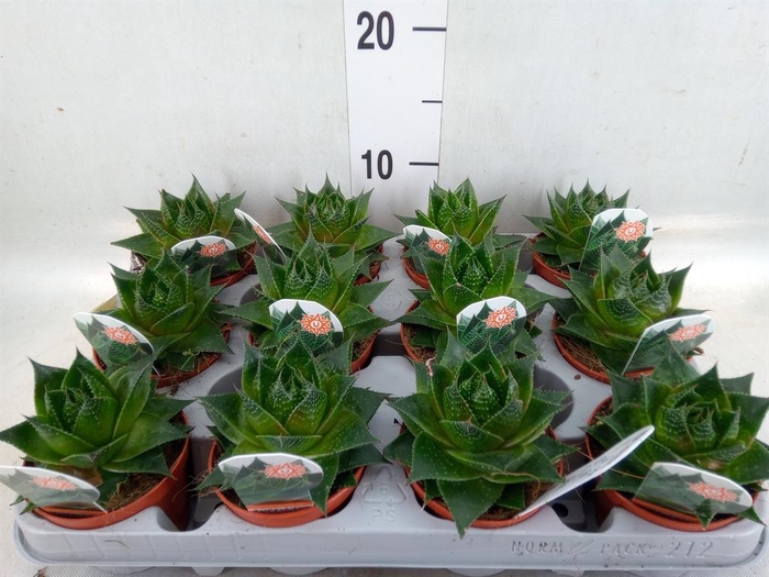 <h4>Aloe aristata 'Cosmo'</h4>