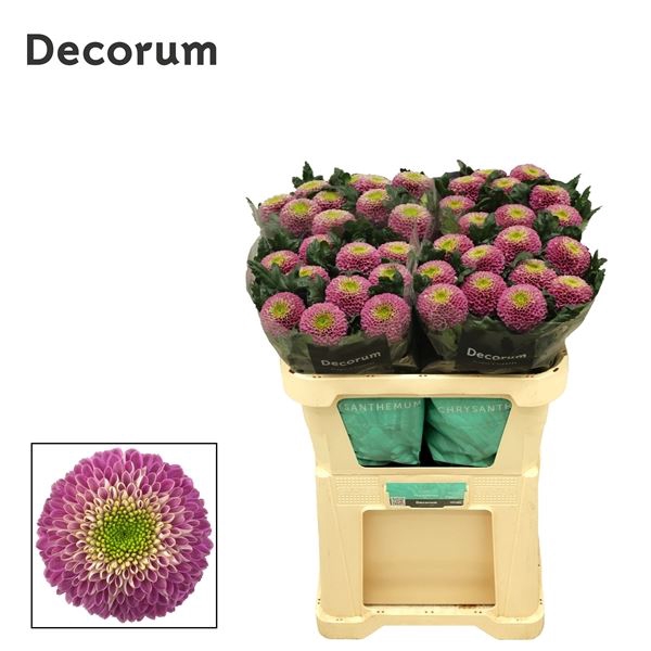 <h4>Chrysanthemum PL 'Souvenir'</h4>