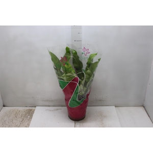 ASPLENIUM OSAKA LISO P19