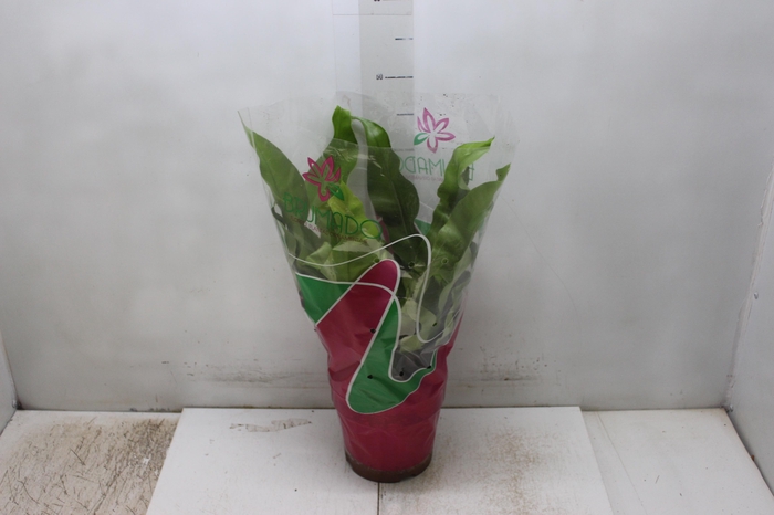 <h4>ASPLENIUM OSAKA LISO P19</h4>