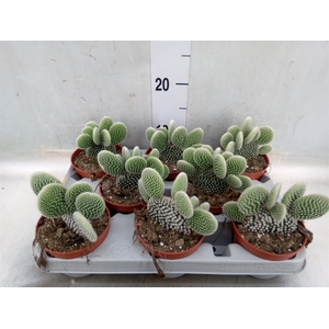Opuntia microdasys 'Albispina'