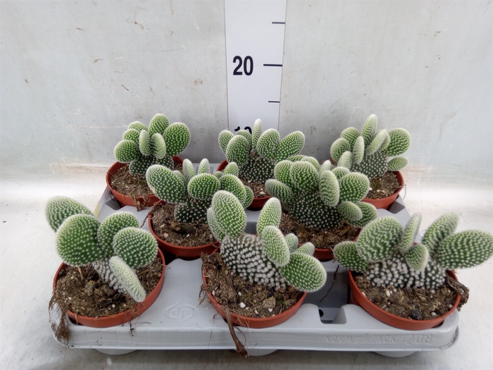 <h4>Opuntia microdasys 'Albispina'</h4>