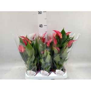 Anthurium  'Banderola Roja'
