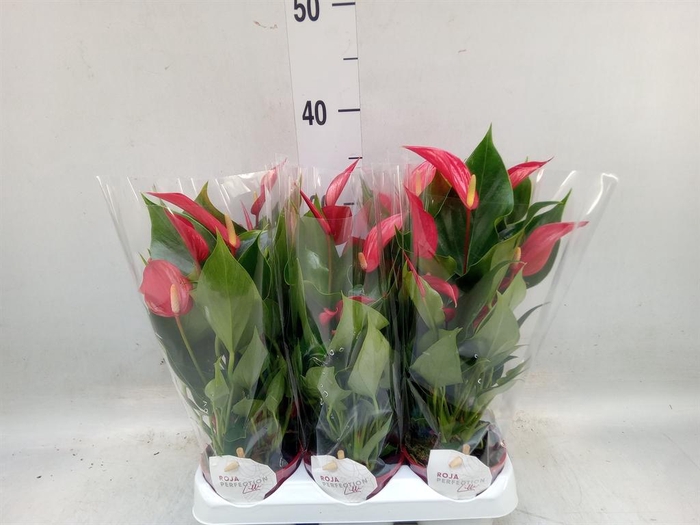 <h4>Anthurium  'Banderola Roja'</h4>