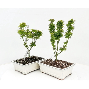Acer palamatum 