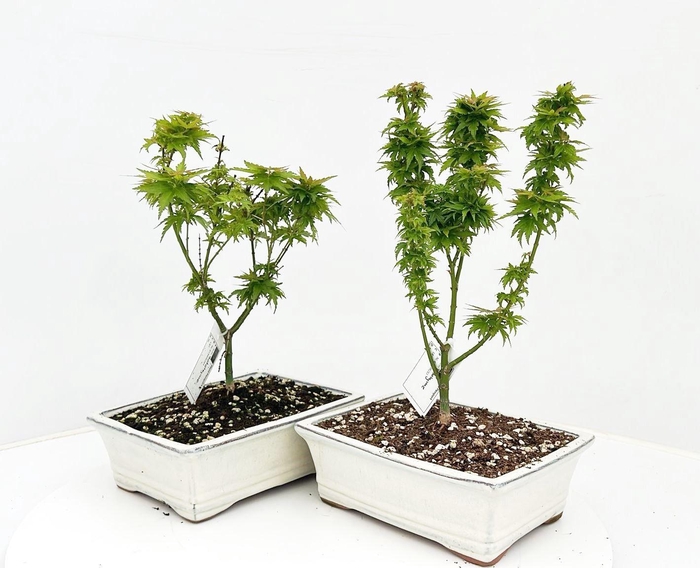 <h4>Acer palamatum "kotohime", pot 22cm.</h4>
