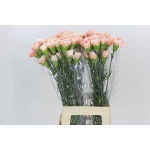 Dianthus St Happy Hoshi