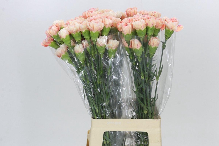 <h4>Dianthus St Happy Hoshi</h4>