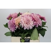 Dahlia Cafe Au Lait