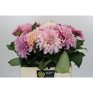 Dahlia Cafe Au Lait