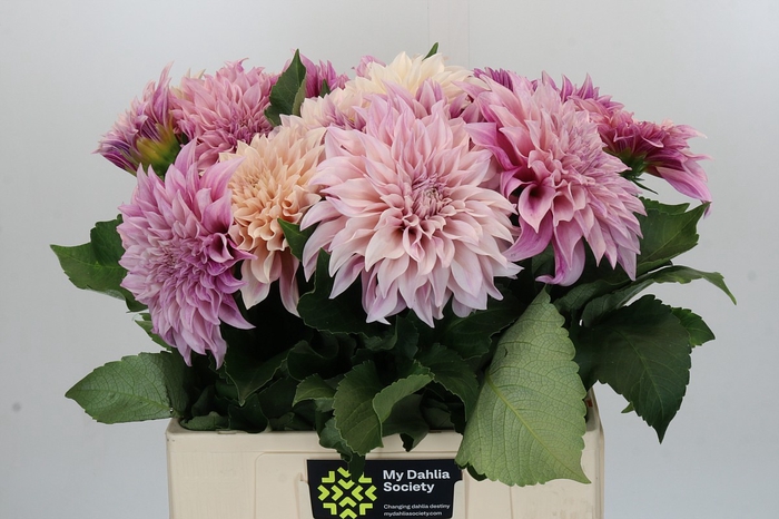 <h4>Dahlia Cafe Au Lait</h4>