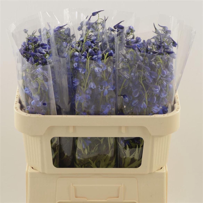 <h4>Delphinium Enkel Deldonna Blue</h4>