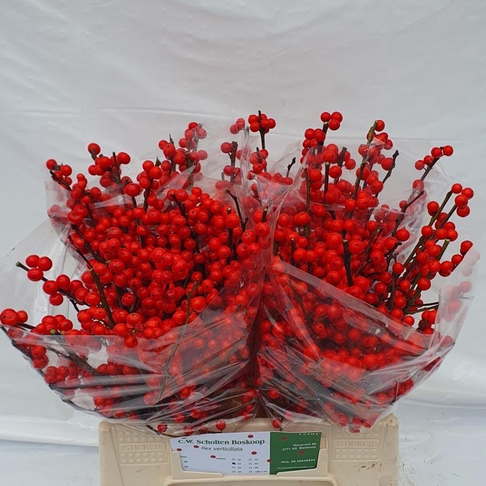 <h4>ILEX VE RODE BES</h4>