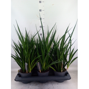 Sansevieria kirkii 'Friends'