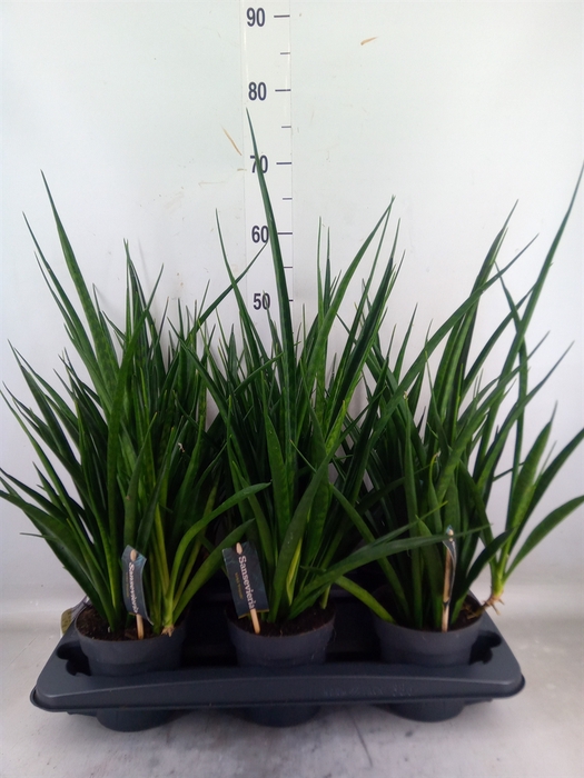 <h4>Sansevieria kirkii 'Friends'</h4>