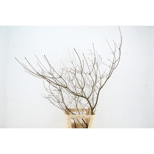 ENKIANTHUS HEAD BRANCH 110/120CM