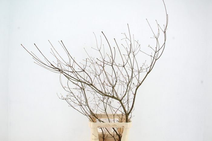 <h4>ENKIANTHUS HEAD BRANCH 110/120CM</h4>
