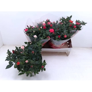 !! PROMO !! ROSA FAVORITA CARNAVAL P20