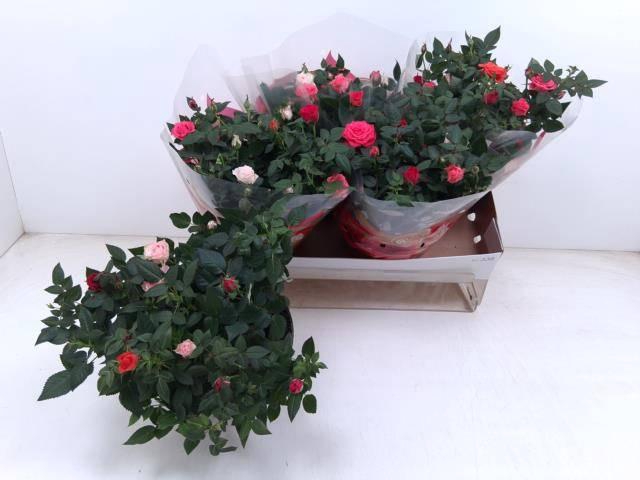 <h4>!! PROMO !! ROSA FAVORITA CARNAVAL P20</h4>