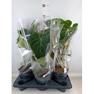 Philodendron   ...