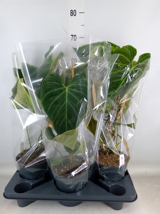 <h4>Philodendron   ...</h4>