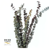 Dried Bleached Eucalyptus Baby Blue Dark Autumn