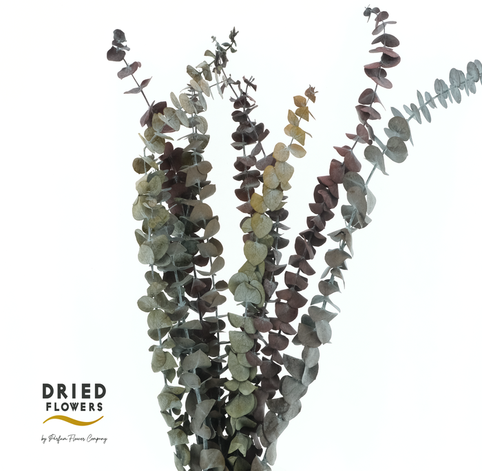 <h4>Dried Bleached Eucalyptus Baby Blue Dark Autumn</h4>