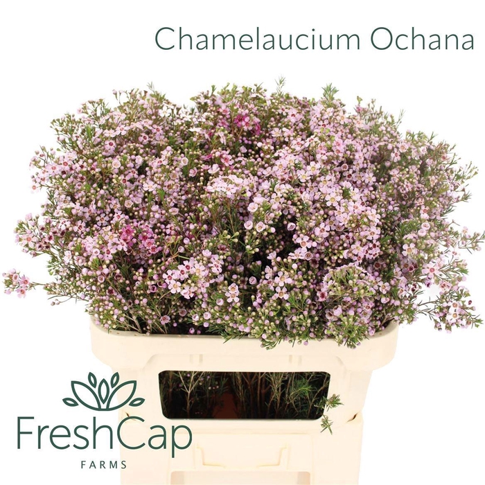 <h4>CHAME OCHANA</h4>