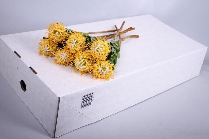 <h4>Nutans Joti</h4>