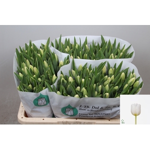 Tulipa si antarctica