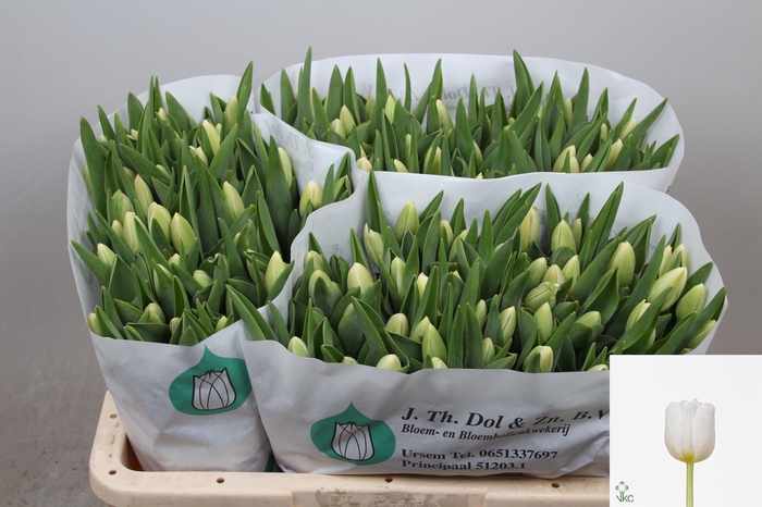 <h4>Tulipa si antarctica</h4>